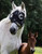 Equilume Curragh (Replaceable - Horse Size)