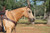 ProTack® Quick Change Split Rein, 5/8" x 8'