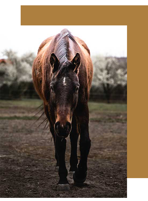 Horse Therapy