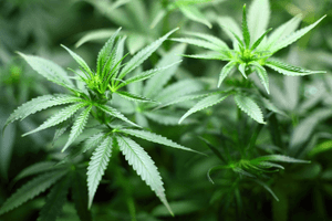 HR Hot Topic: Marijuana and the Workplace Product Image