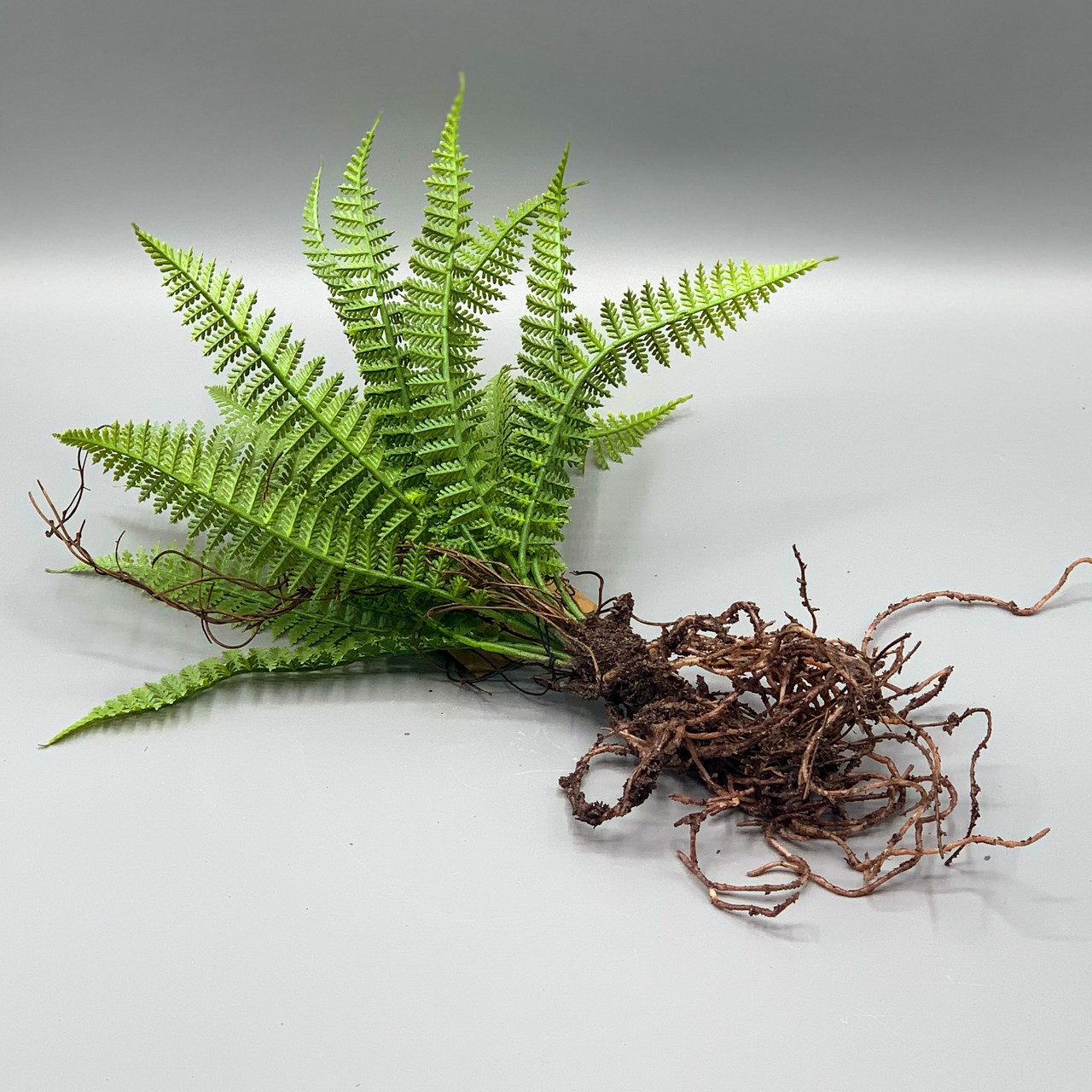 Faux Fern w/ Roots - Ocean Springs Mercantile