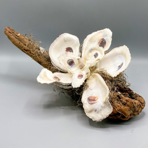 Large Oyster Shell Magnolia on 18" Driftwood