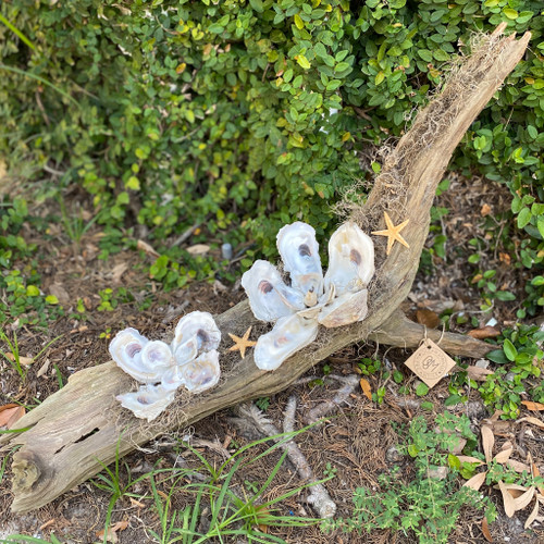 2 Oyster Magnolia on Driftwood, approx. 17" H x 29" L