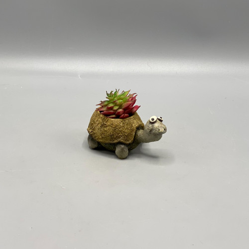 Plant w/Baby Tortoise Mini Planter