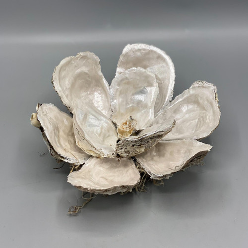 Hand Painted Plain Oyster Shell Magnolia