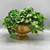 Vintage French Begonia Vine in Gold Urn