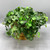 Vintage French Begonia Vine in Gold Urn