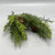 Arborvitae Bush