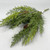 Arborvitae Bush