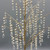 Dripping Pearl Tree