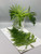 16" Dried Natural Fern