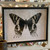Black & White "I" Butterfly Framed Print