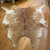 Tan Cowhide Rug w/Spotted Sides