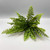 Boston Fern Bush