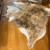 Caramel Brindle Cowhide Rug