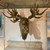 Eugene the Moose Wall Mount