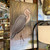 Blue Heron & Lillies Framed Canvas