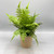 Faux Fern in Paper Pot