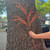 Coral Botanica Twig