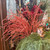 Coral Botanica Twig