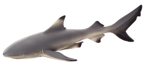 Blacktip Reef Shark Toy Realistic Ocean Predator Model