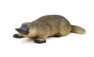 Duck-Billed Platypus Toy Realistic Australian Wildlife Model