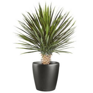 75cm Artificial Dracaena Plant