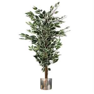 130cm Variegated White/Green Bushy Ficus Tree Silver Metal Planter