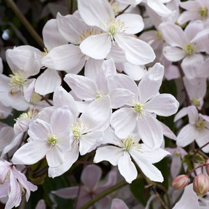 Clematis armandii  'Snowdrift' 100cm (Evergreen and Fragrant)