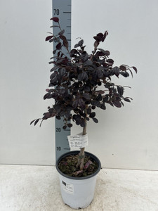 Loropetalum chinense 'Black Pearl' on Stem 60-70cm