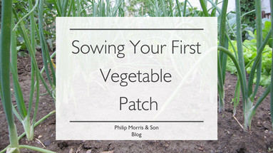 Sowing Your First Vegetable Patch