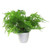 Realistic 30cm Artificial Potted Lady Fern - High Quality Foliage in Plastic Weighted Pot - Leaf Design UK