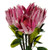 Pack of 6 x 65cm Protea Sugarbush Flower Stem - Pink