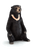 Sun Bear Toy Realistic Wildlife Animal Figurine