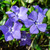 Vinca minor (periwinkle) 6 x 9cm pots