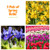 Our selection of 3 Potted Spring Bulbs
