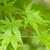 Acer palmatum 'Going Green' 10.5cm/2L/3L