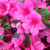 Azalea 'Geisha Pink' 1L