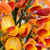 Cytisus Killiney Red 1L