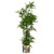 150cm Artificial Natural Moss Base Fern Foliage Plant with Silver Metal Planter