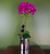 High Quality 52cm Artificial Orchid - Large Dark Pink & Silver - Lifelike Flowers