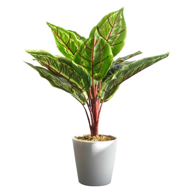38cm Potted Artificial Calathea Veitchiane