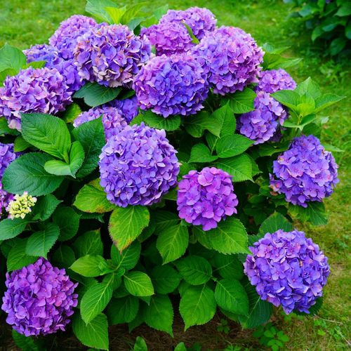 Hydrangea macrophylla 'Purple Ball' 1.5L