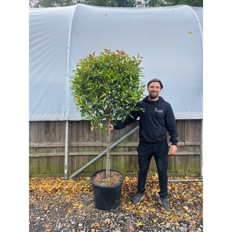 1/4 Standard Photinia Red Robin Tree 1.7m (100cm Stem, 70cm head)