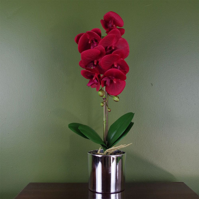 Deluxe Orchid: 46cm Red, Silver Pot