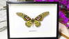 Framed butterflies Papilio antimachus Bits and Bugs