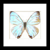 Real butterfly framed Morpho sulkowskyi Bits&Bugs 
