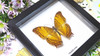 butterfly in shadowbox frame Bits & Bugs Vindula erota