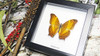 butterfly in shadowbox frame Bits & Bugs Vindula erota