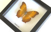 butterfly in shadowbox frame Bits & Bugs Vindula erota